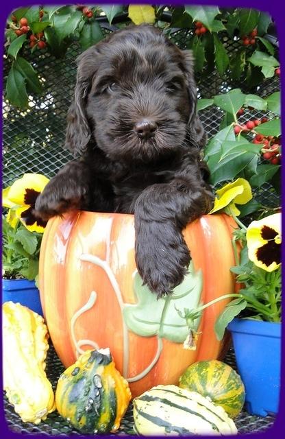 AH pups 6 wks old 46