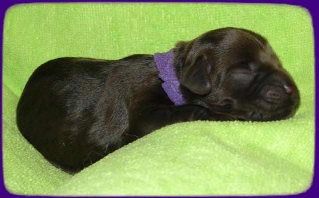 AH pups newborn 8