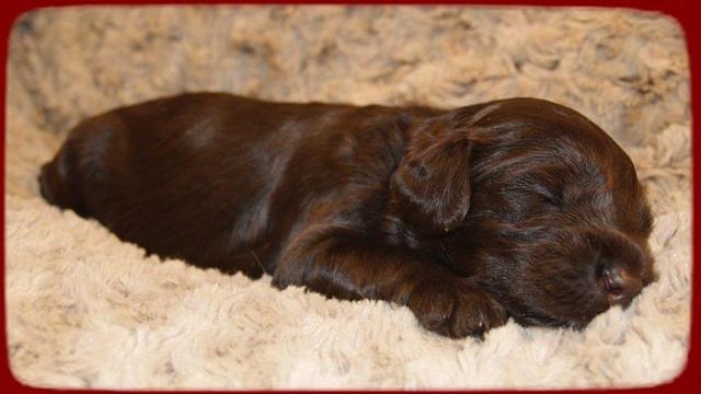 AH pups 2 wks old 15