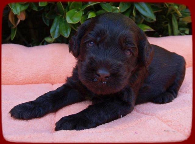 AH pups 3 wks old 26
