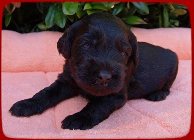 AH pups 3 wks old 27