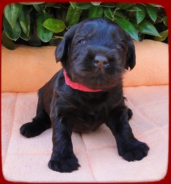 AH pups 3 wks old 3