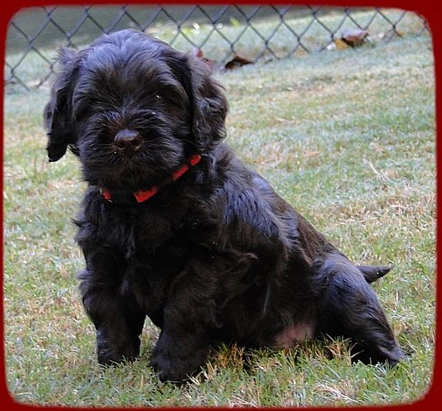 AH pups 5 wks old 7