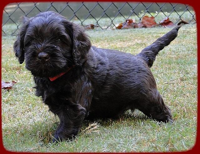 AH pups 5 wks old 8