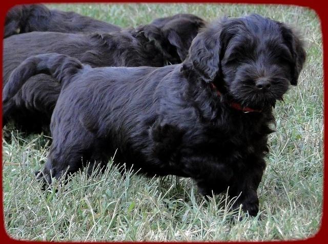 AH pups 6 wks old 66