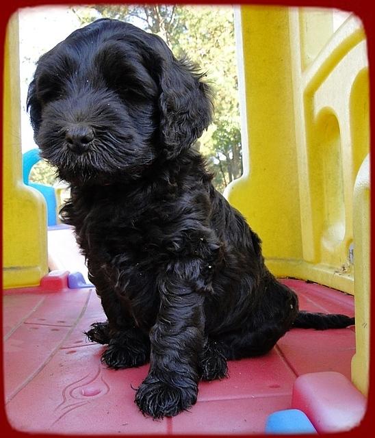 AH pups 7 wks old 24