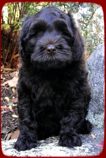 AH pups 8 wks old 5