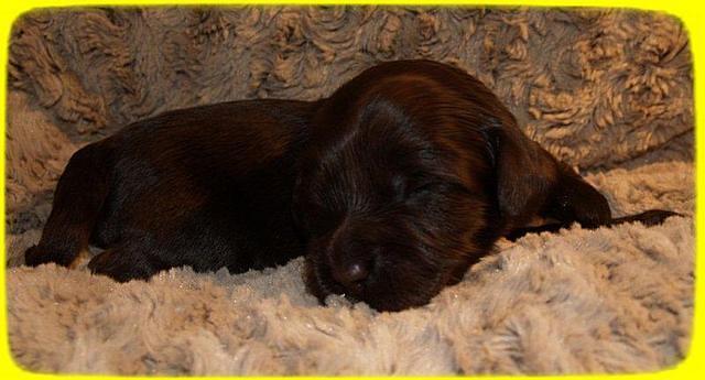 AH pups 2 wks old 24