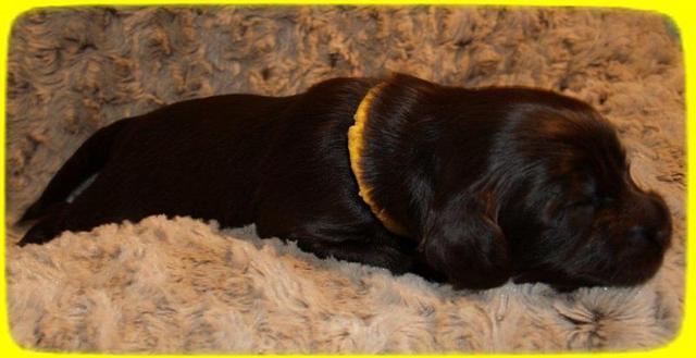 AH pups 2 wks old 26