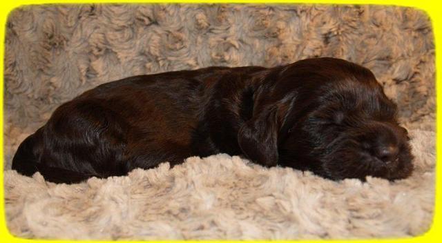 AH pups 2 wks old 28