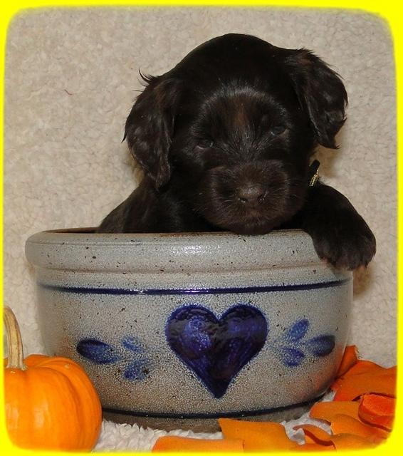 AH pups 4 wks old 81