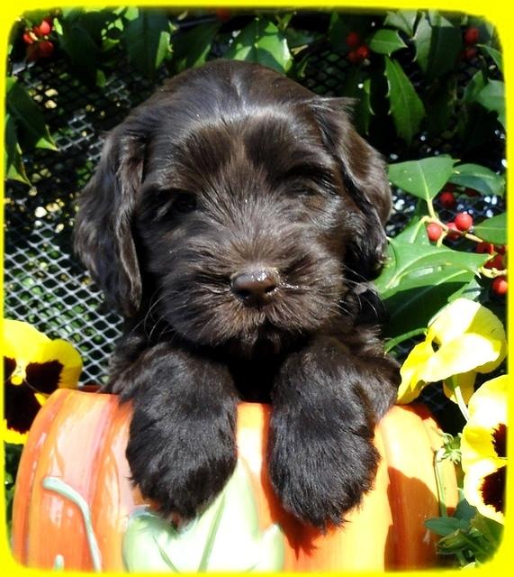 AH pups 6 wks old 19