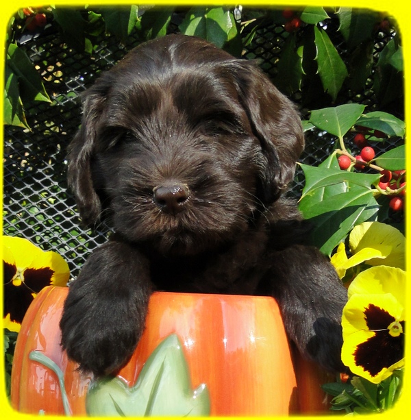 AH pups 6 wks old 22