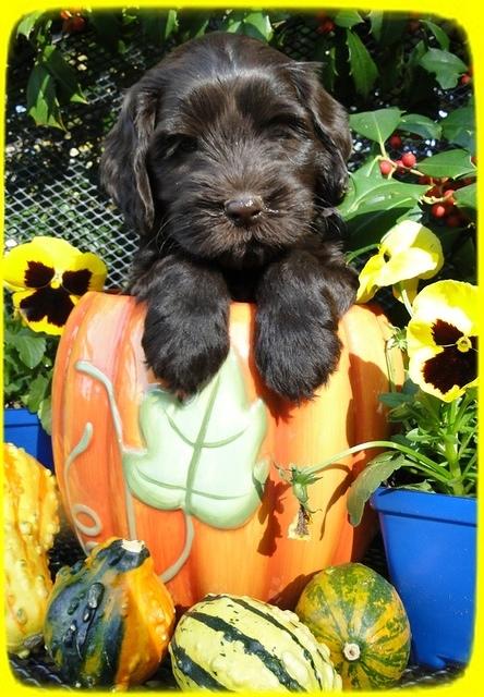 AH pups 6 wks old 50
