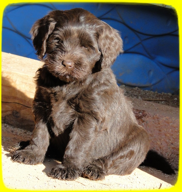 AH pups 7 wks old 11