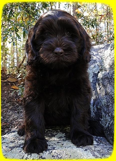 AH pups 8 wks old 28