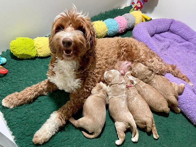 Ashby Bently pups 2 wks old 111