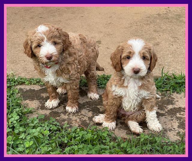 Ashby Bently pups 6 wks old 201