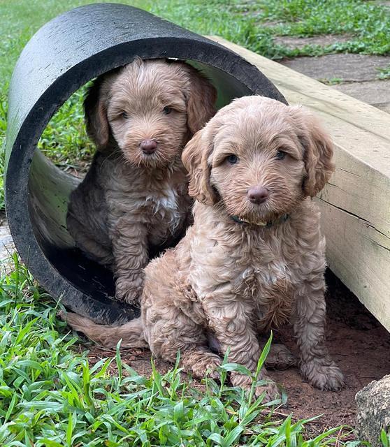 Ashby Bently pups 6 wks old 221