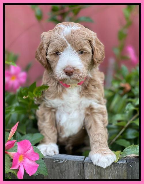 Ashby Bentley pups 5 wks old 41