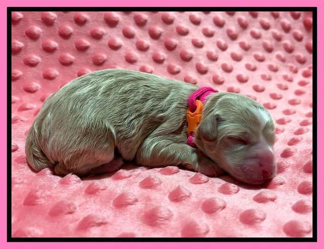 Ashby Bently Newborn 21