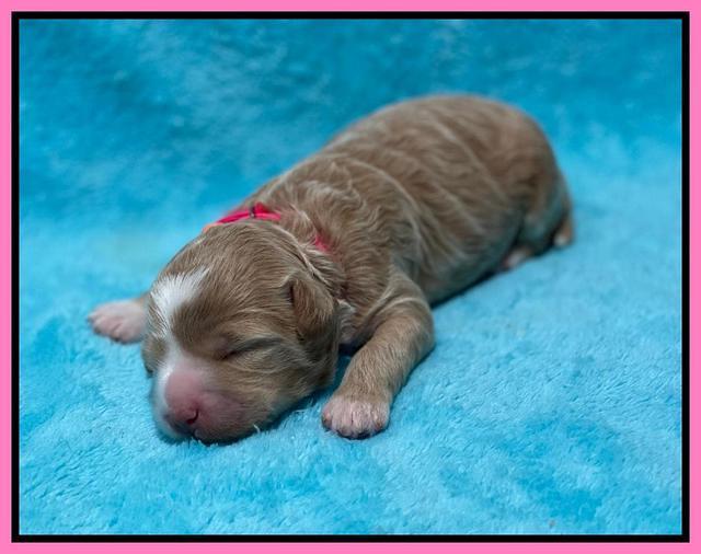 Ashby Bently pups 1 wk old 11