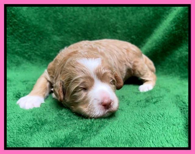 Ashby Bently pups 2 wks old 11