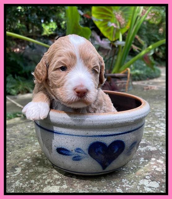 Ashby Bently pups 3 wks old 21