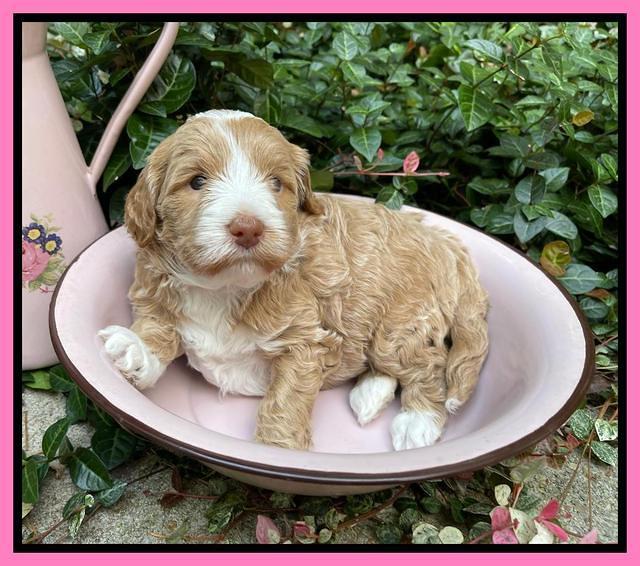 Ashby Bently pups 4 wks old 21