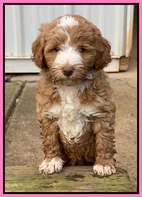 Ashby Bently pups 6 wks old 21