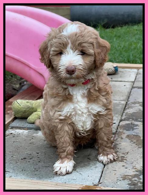 Ashby Bently pups 6 wks old 31