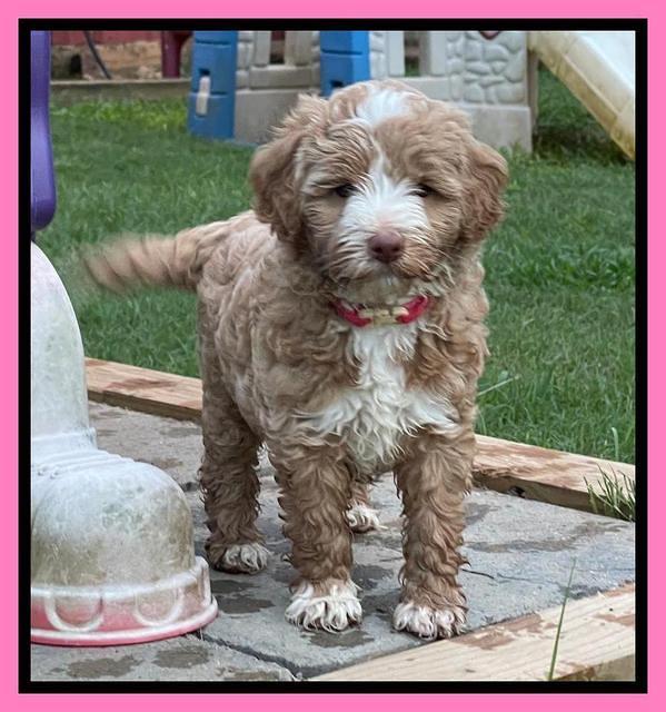 Ashby Bently pups 6 wks old 31