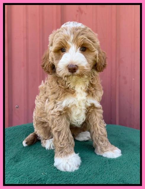 Ashby Bently pups 7 wks old 81