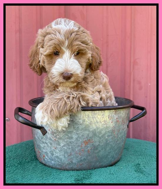 Ashby Bently pups 7 wks old 91