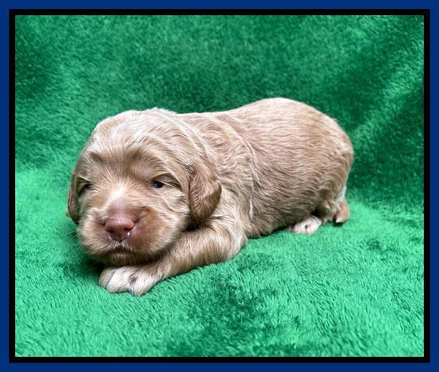 Ashby Bently pups 2 wks old 41