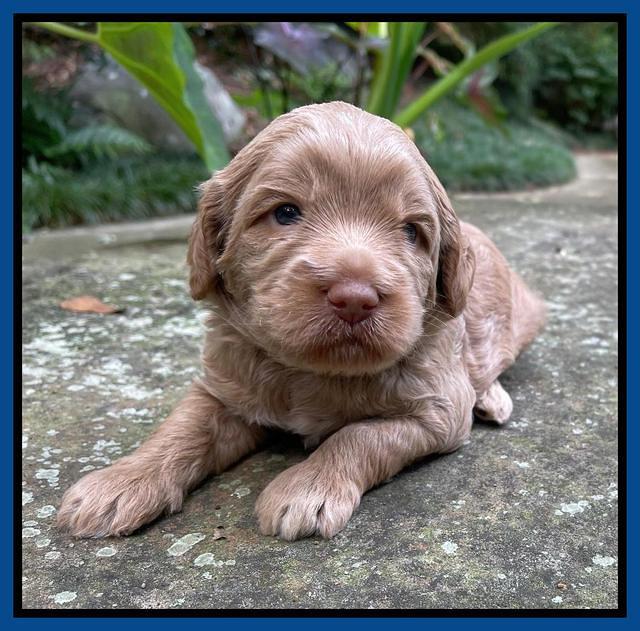 Ashby Bently pups 3 wks old 51