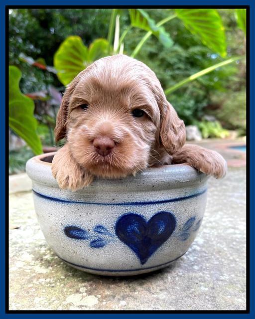 Ashby Bently pups 3 wks old 71