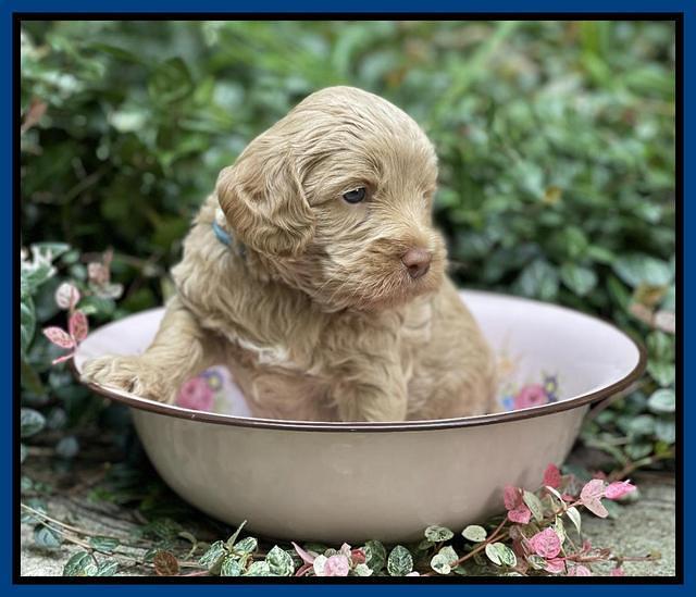 Ashby Bently pups 4 wks old 81