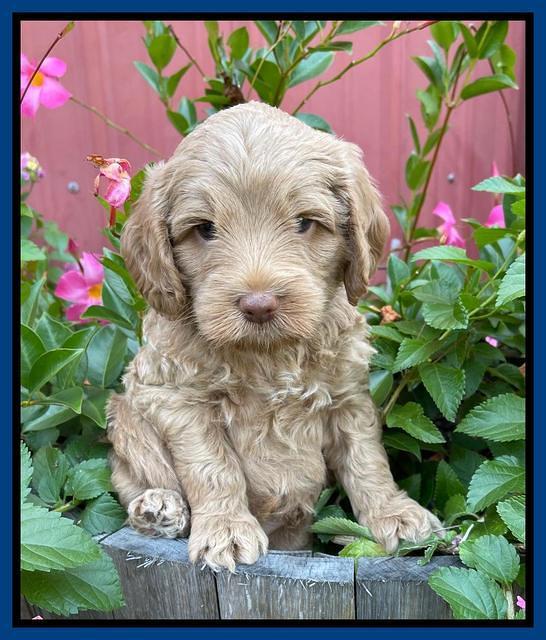 Ashby Bently pups 5 wks old 101