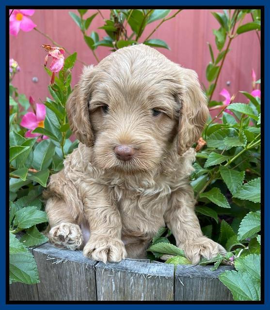 Ashby Bently pups 5 wks old 81