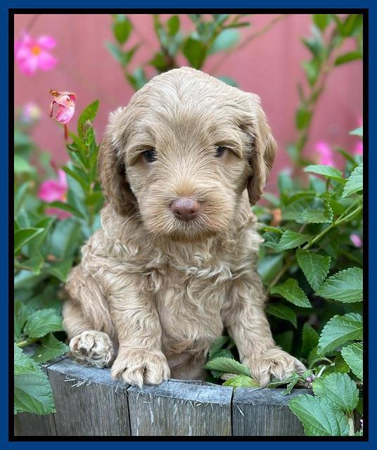 Ashby Bently pups 5 wks old 91