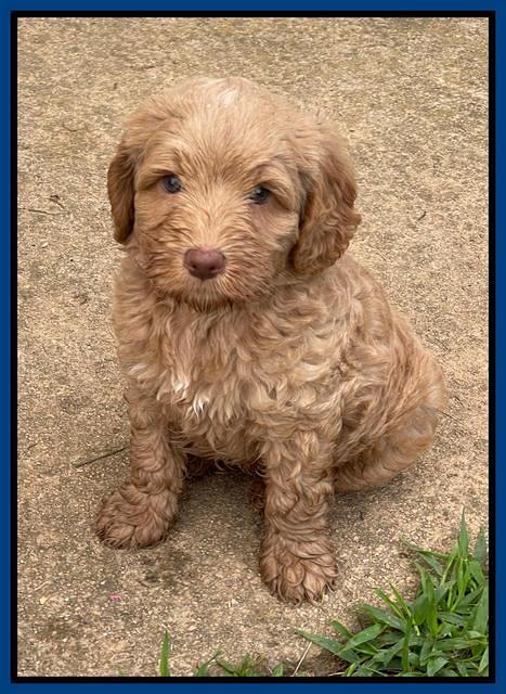 Ashby Bently pups 6 wks old 61