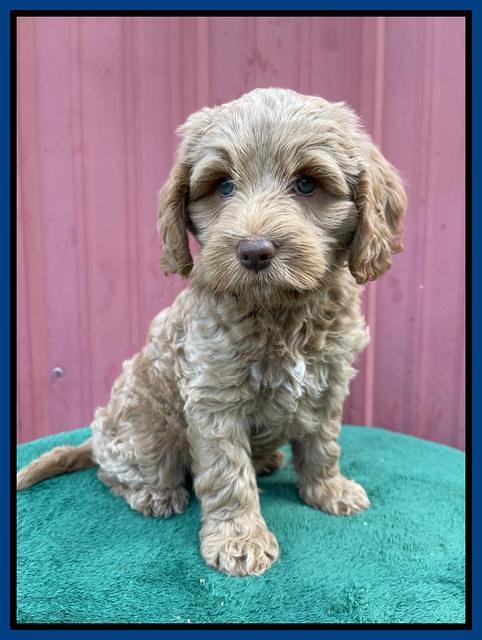 Ashby Bently pups 7 wks old 101