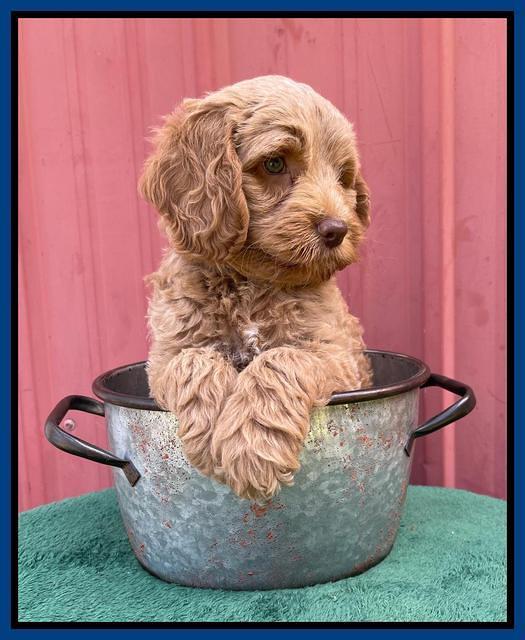 Ashby Bently pups 7 wks old 131