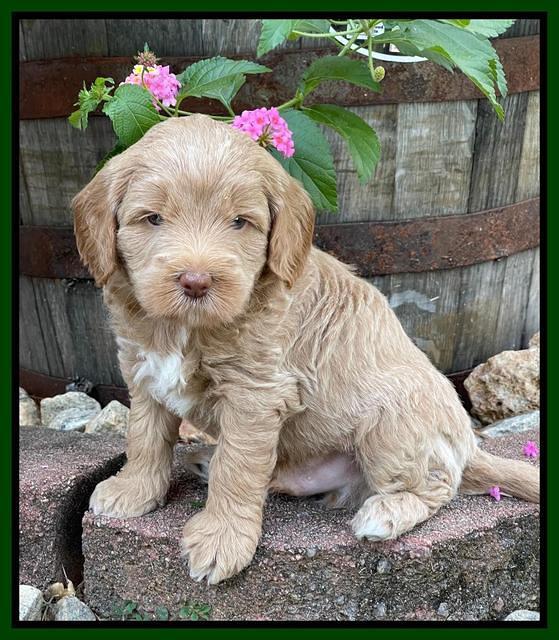 Ashby Bently pups 5 wks old 121