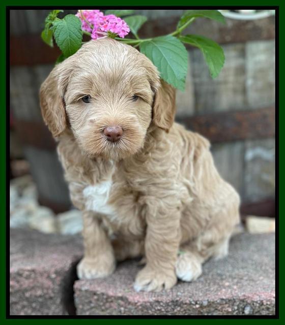 Ashby Bently pups 5 wks old 131
