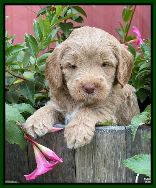 Ashby Bently pups 5 wks old 151