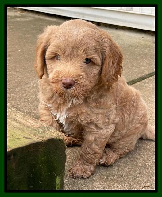 Ashby Bently pups 6 wks old 111