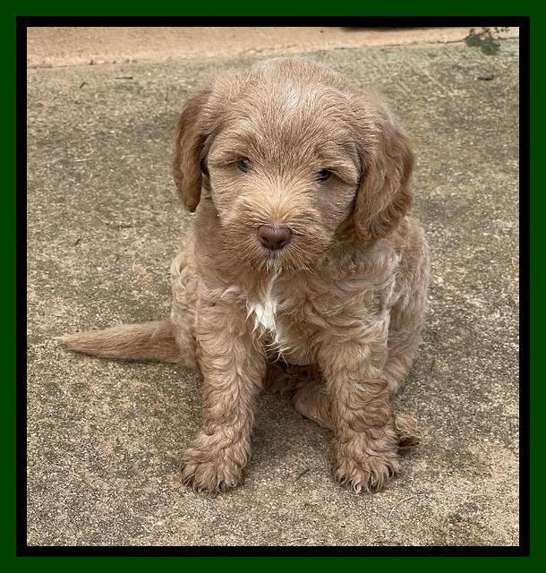 Ashby Bently pups 6 wks old 91
