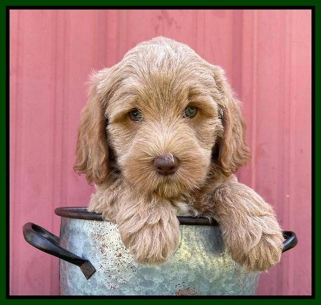 Ashby Bently pups 7 wks old 141